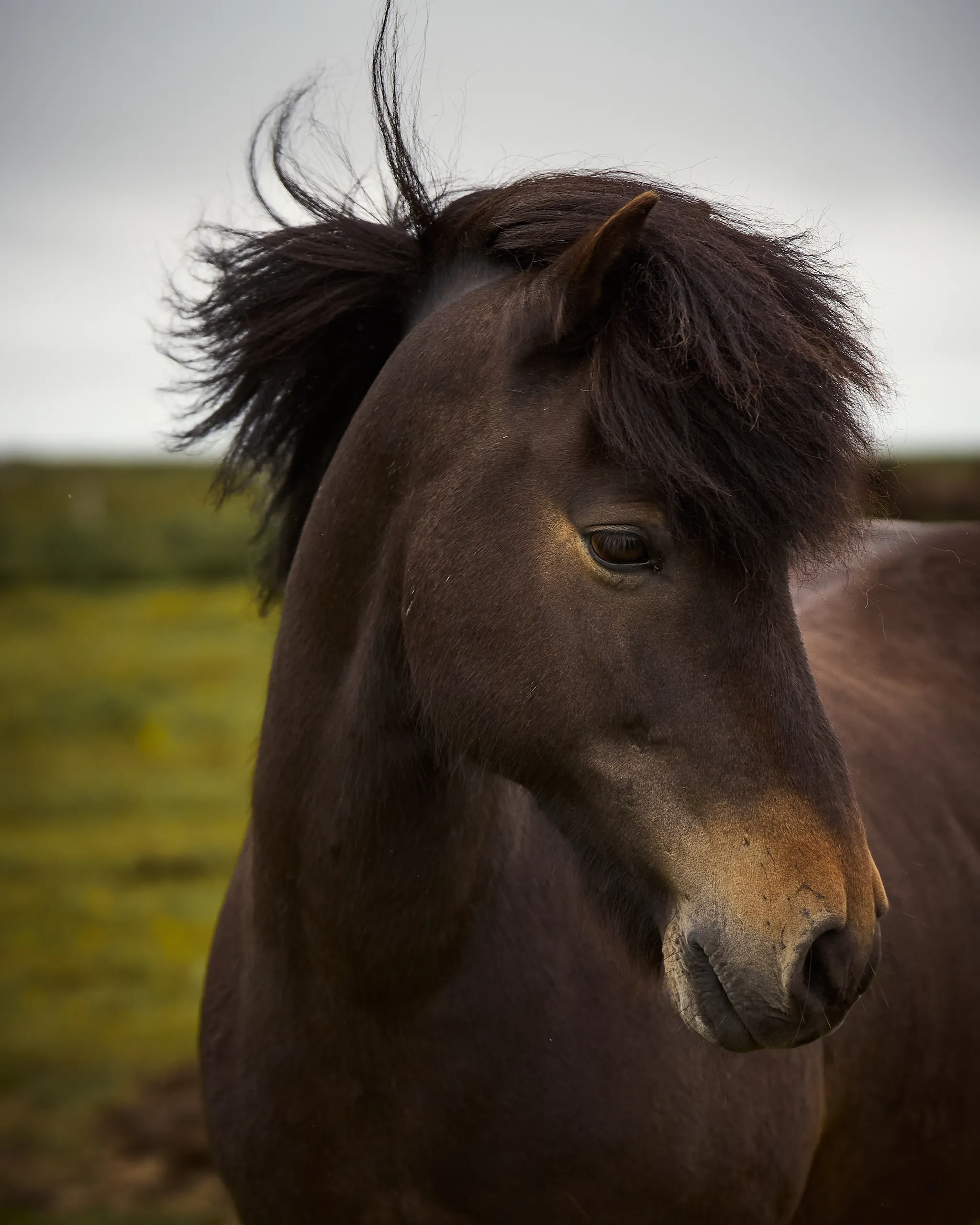 Icelandic horse portrait